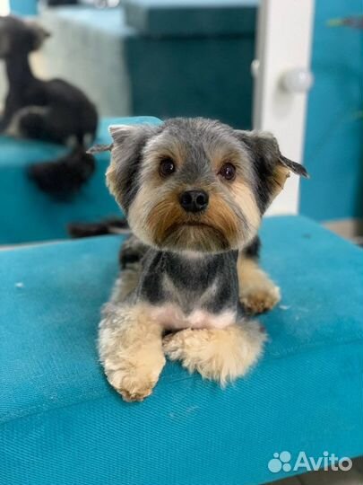 Услуги груминга (стрижка животных)