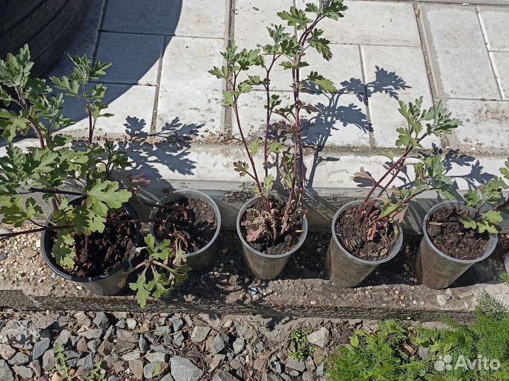 Детки хризантемы