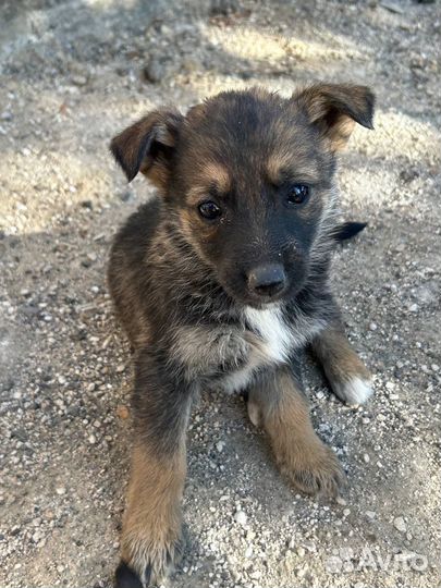 Собака в добрые руки немецкая овчарка щенок
