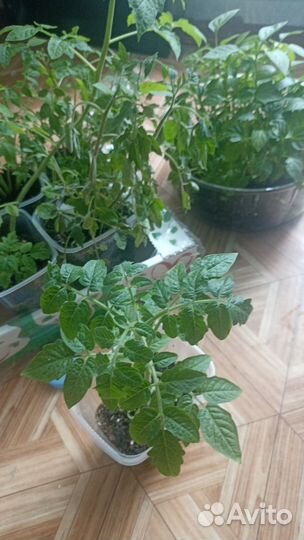 Рассада помидор и перцев