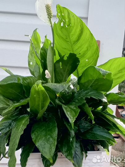 Спатифиллум