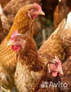 Куры молодки несушки