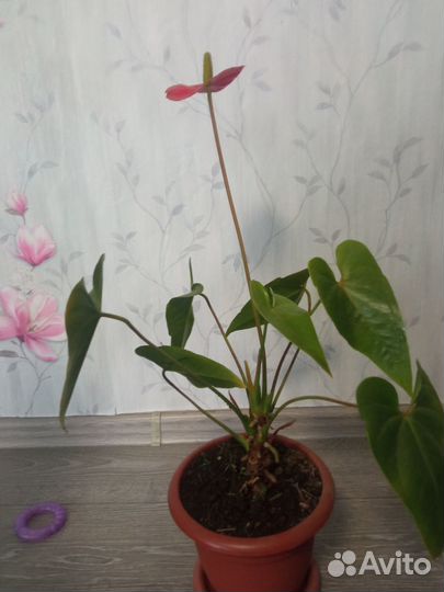 Комнатное растение в горшке Антуриум