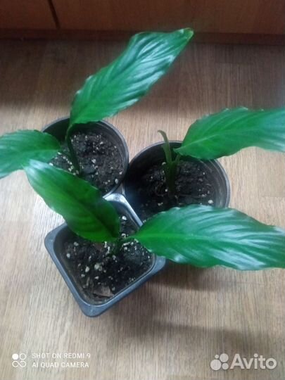 Спатифиллум