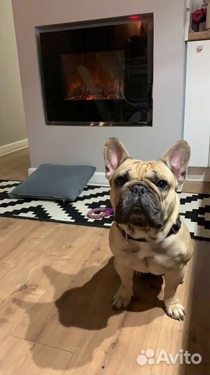 Передержка собак Москва, зоотакси