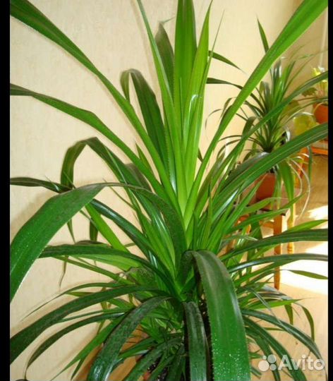 Панданусы от метра, и выше