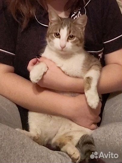 Котик в добрые руки