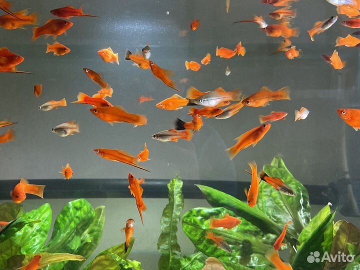 Рыбки меченосцы