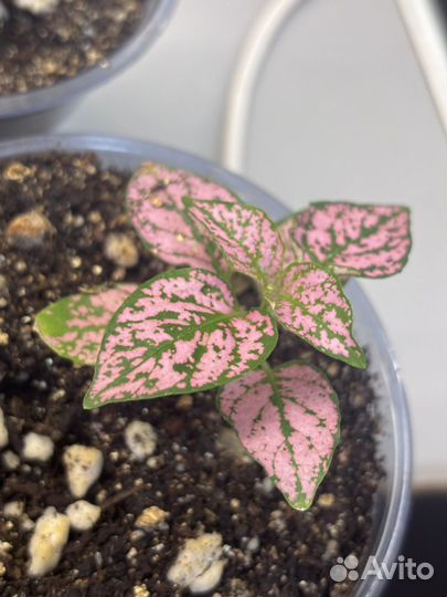 Гипоэстес розовый