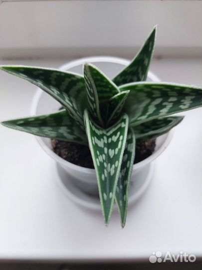 Алоэ пестрое тигровое