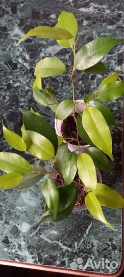 Фикус Бенджамина Неон