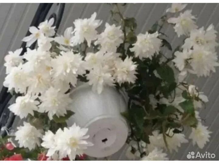 Бегония Беллекония, ампельная