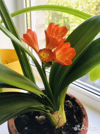 Кливия миниата