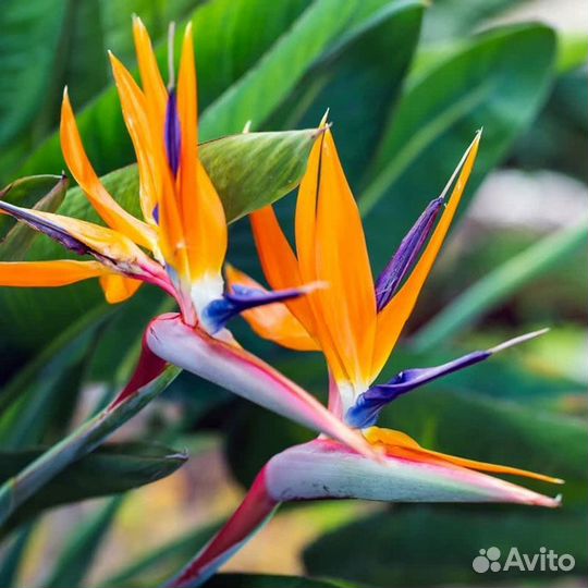 Редкая жёлтая Стрелиция Регина Манделла Голд