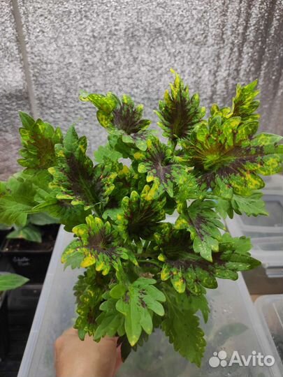 Колеусы сортовые