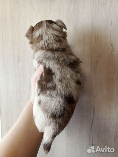 Мальчики чихуахуа