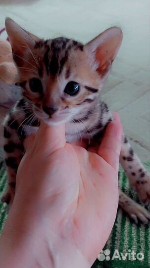 Бенгальские котята