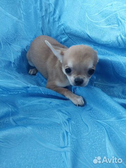 Золотые чишки - сладкие детишки