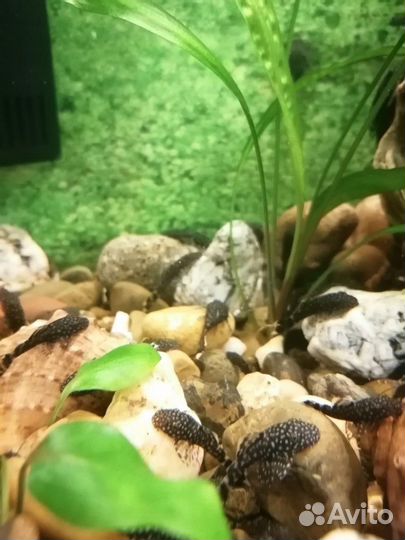 Сомы прилипалы