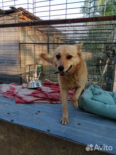 Маленькая собачка в добрую семью