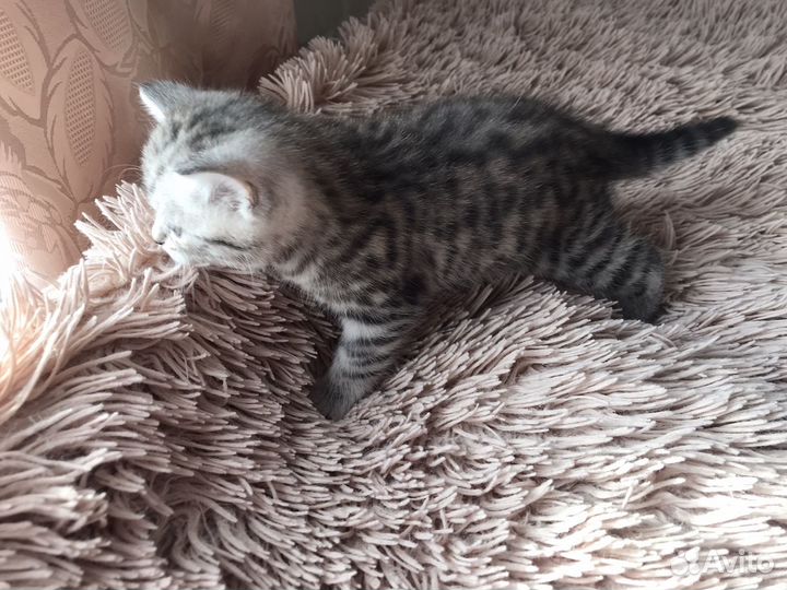 Британские котята