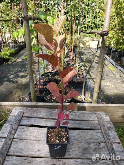 Черемуха шуберта