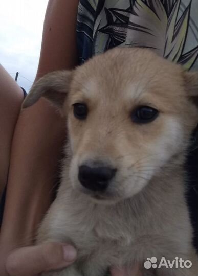 Щенки бесплатно