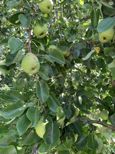 Участок 30 сот. (ИЖС)