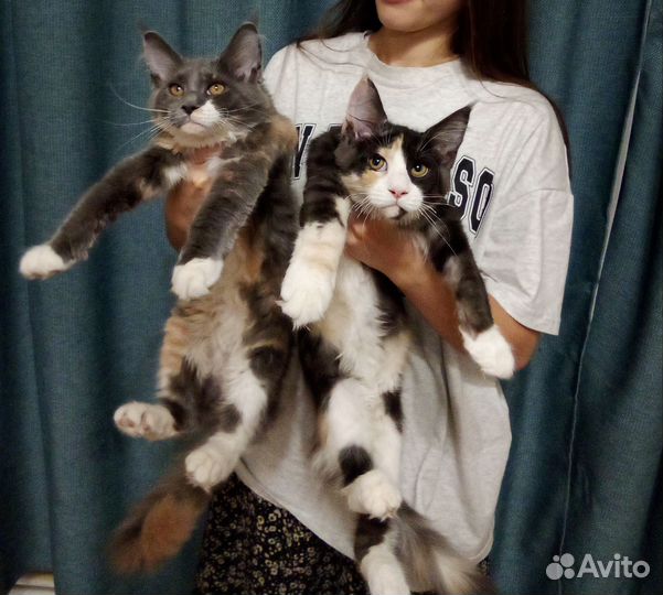 Котята мейн-кун