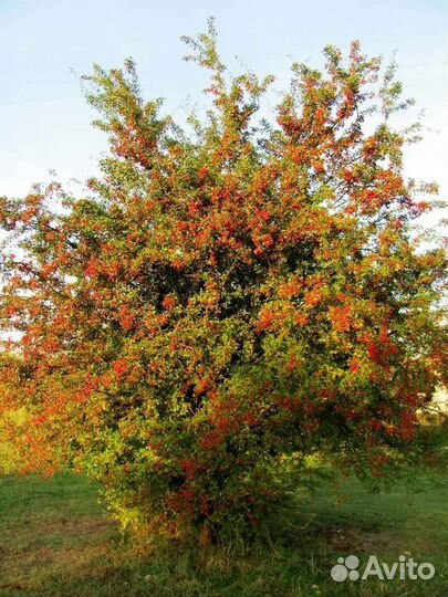 Саженцы Боярышника