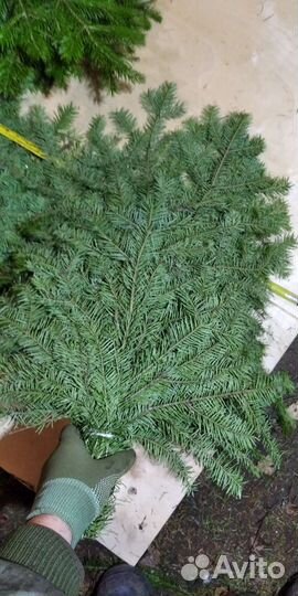 Лапник пихтовый