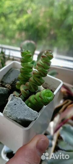 Суккуленты