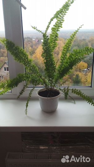 Папоротник нефролепис