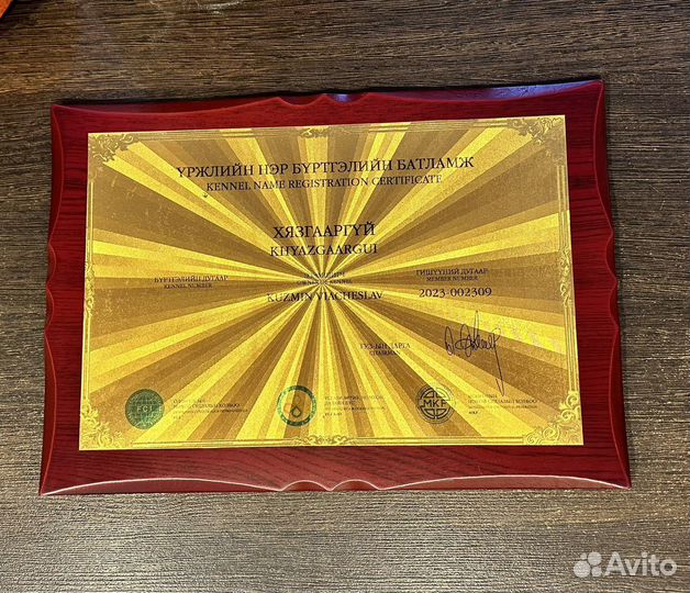 Щенки Монгол Банхар от питомника