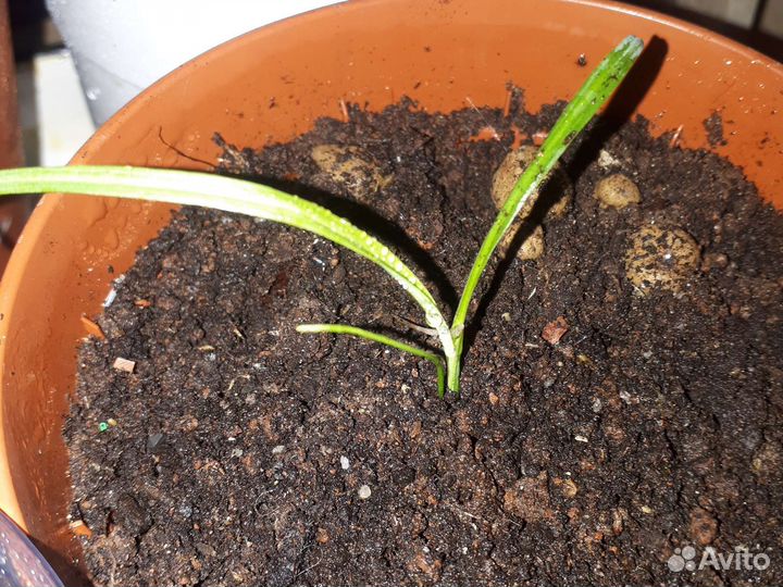 Кордилина южная (Корнуэльская пальма)