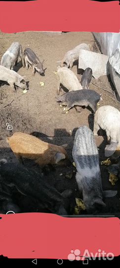 Поросята мангалицы