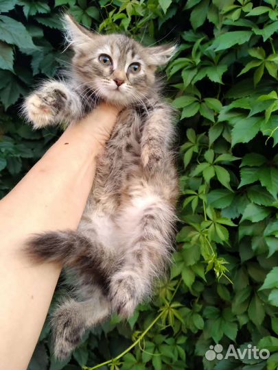 Котята девочки 2,5 месяца с доставкой