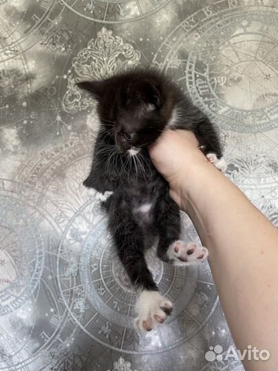 Котята