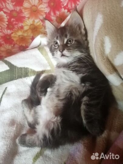 Котята мейн-кун