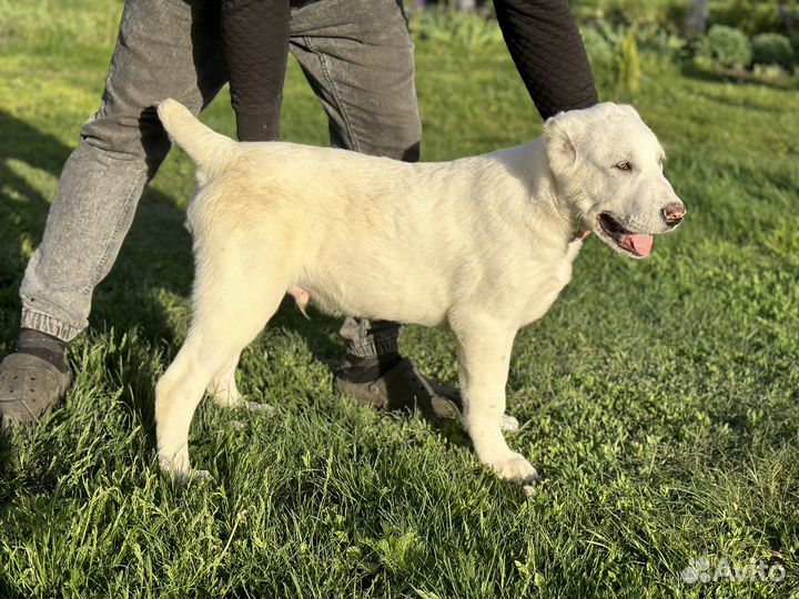 Щенки алабай (Среднеазиатская овчарка)