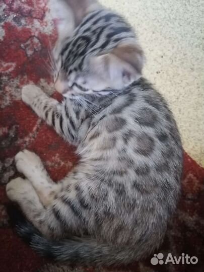 Бенгальская