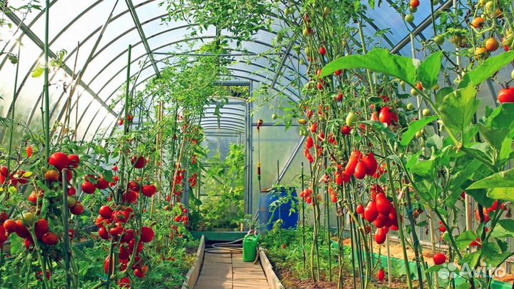 Теплица Южанка