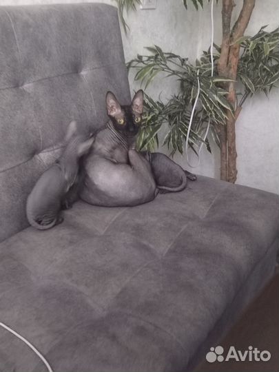 Донской сфинкс котята