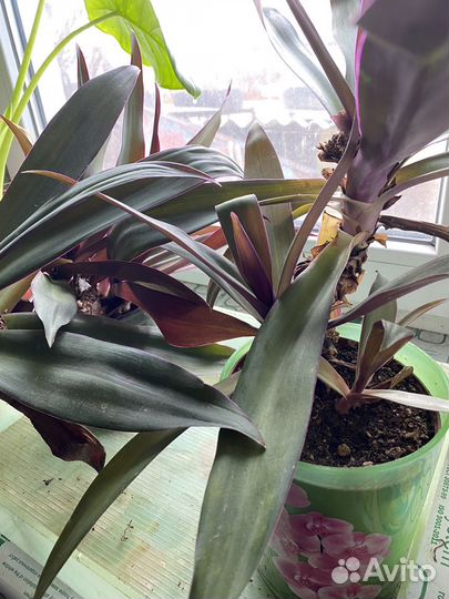 Традесканция рэо комнатные цветы