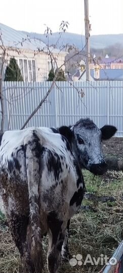 Продаю корову