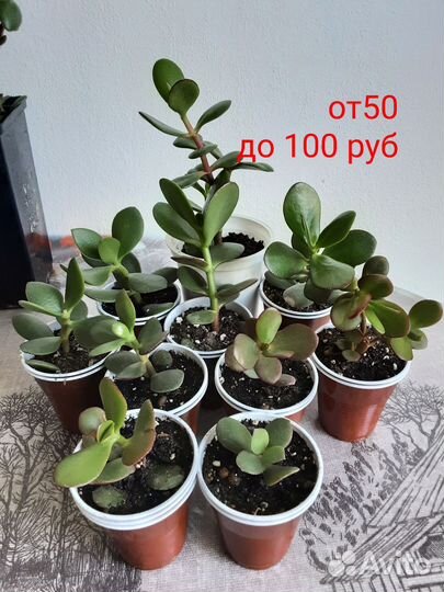 Замиокулькас,толстянка.денежное дерево