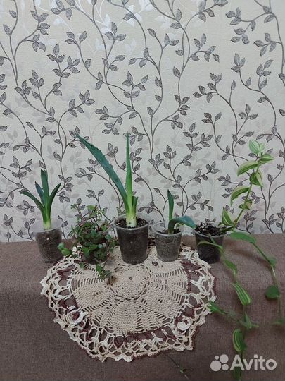 Комнатные растения