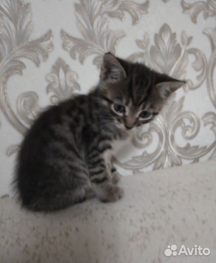 Отдам в добрые руки