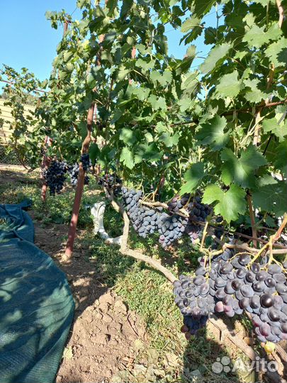 Вегетирующие саженцы винограда