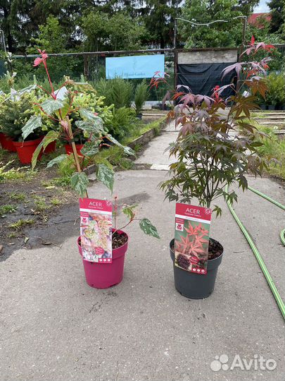 Клен в ассортименте